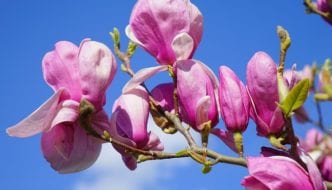 Frühling: Zeitumstellung, Spargelzeit, Aprilscherz, Vatertag und mehr