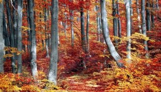 Gesund und Munter durch den Herbst