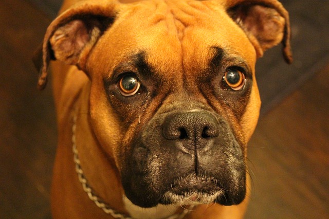 Boxer Hund