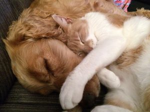 Hund und Katze kuscheln