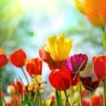 Lebenslust, Lebensfrust – was uns der Frühling beschert