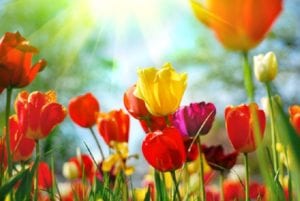 Lebenslust, Lebensfrust – was uns der Frühling beschert