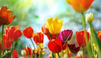 Lebenslust, Lebensfrust – was uns der Frühling beschert