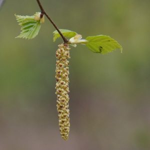 Haselnuß Blüte