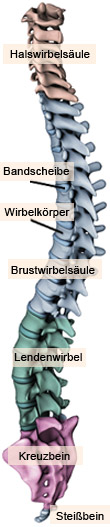 Wirbelsäule