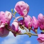 Frühling: Zeitumstellung, Spargelzeit, Aprilscherz, Vatertag und mehr