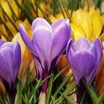 Quiz: Frühling: Neubeginn mit Begleiterscheinungen