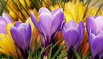 Quiz: Frühling: Neubeginn mit Begleiterscheinungen