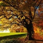 Quiz: Was Sie über den Herbst wissen sollten