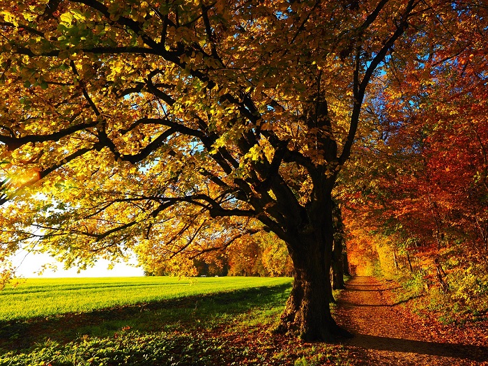 Quiz: Was Sie über den herbst wissen sollten