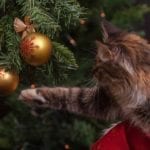 Weihnachten für Haustiere: Welche Geschenke können unter dem Baum liegen?