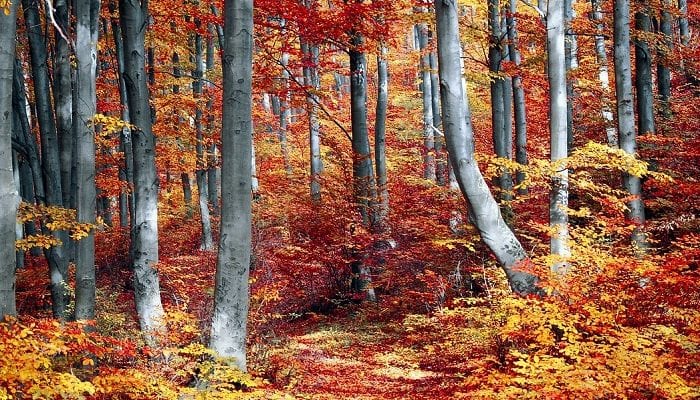 Waldweg im Herbst mit lauter bunten Blättern