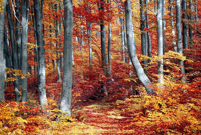 Waldweg im Herbst mit lauter bunten Blättern