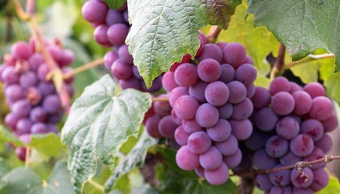 Schöne rote Weintrauben hängen am Weinstock