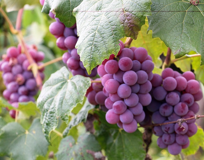 Schöne rote Weintrauben hängen am Weinstock