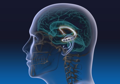 Illustration des limbischen Systems im menschlichen Gehirn