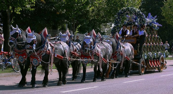 Oktoberfest Pferdegespann beim Einzug der Wirte