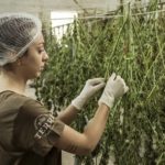 CBD Boom in Deutschland, rauschfreie Cannabisprodukte werden immer beliebter