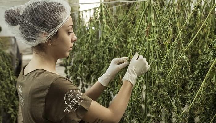 Frau in einer Halle, überwacht den Anbau von Cannabis