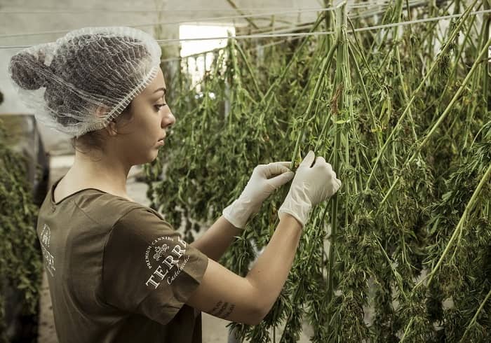 Frau in einer Halle, überwacht den Anbau von Cannabis