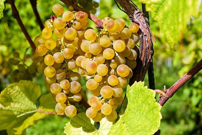 Grüne schön gereifte Weintrauben hängen am Weinstock in der Sonne