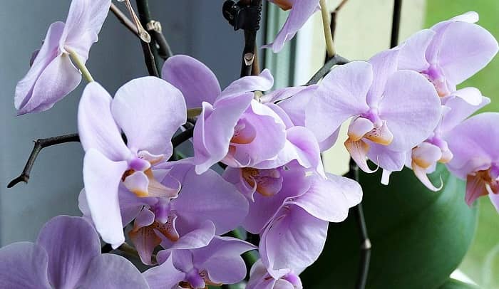 Eine fliederfarbene, blühende Orchidee auf einer Fensterbank 