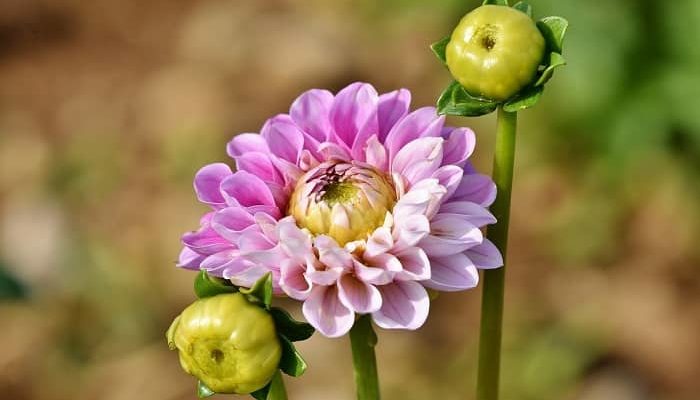 Eine blühende Dahlie mit zwei Knospen