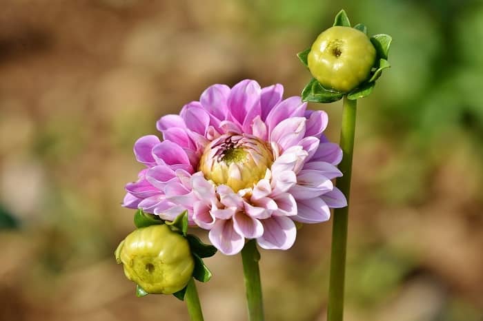 Eine blühende Dahlie mit zwei Knospen