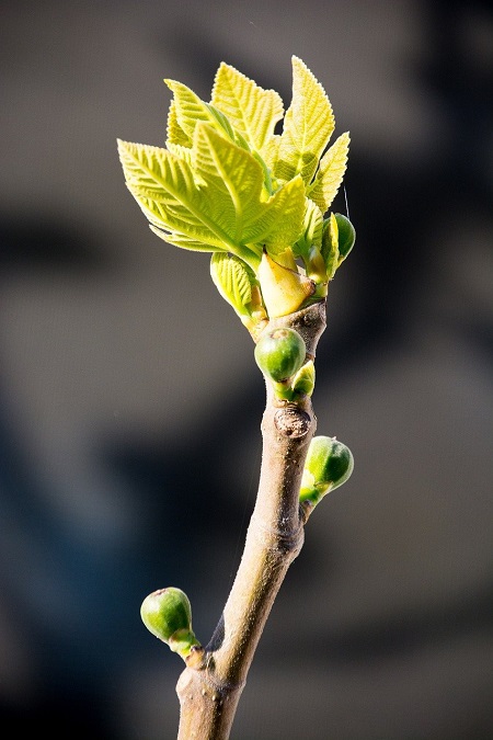 Feige-Knospe-Frühling