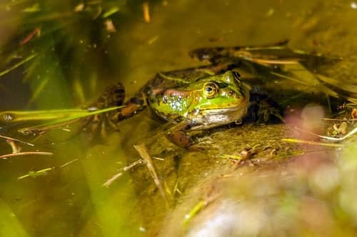 Ein schöner grüngemusterter Frosch sitzt im seichten Wasser