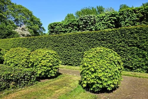 Ein Garten mit verschiedenen Bäumen, Büschen und einer Hecke