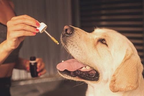 Eine Frau träufelt einem Hund CBD Öl auf die Zunge