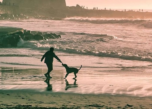 Ein Mann spielt mit seinem Hund im seichten Wasser des Meeres