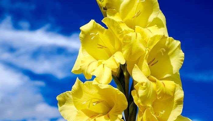 Eine gelbe Gladiole ist vor einem blauen Himmel zu sehen
