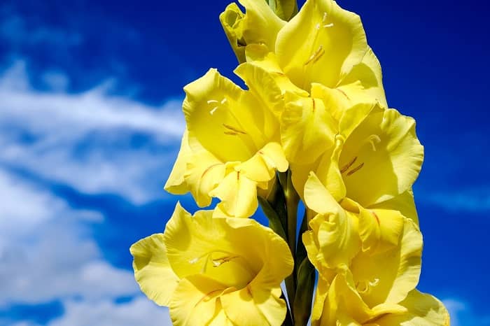 Eine gelbe Gladiole ist vor einem blauen Himmel zu sehen