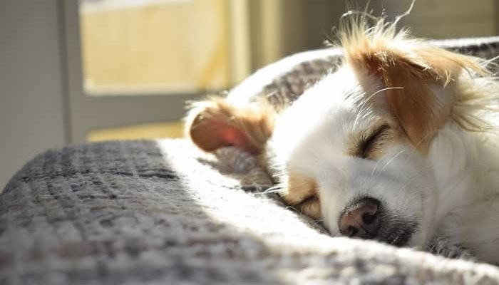 Ein weiß-brauner Hund schläft in der Sonne auf einer grauen Decke