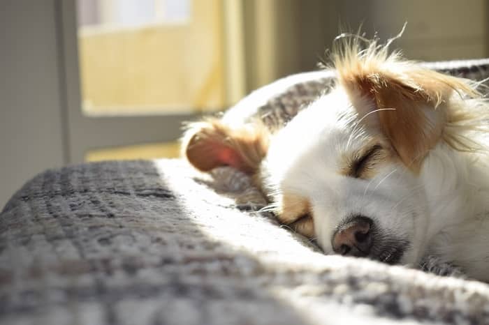 Ein weiß-brauner Hund schläft in der Sonne auf einer grauen Decke