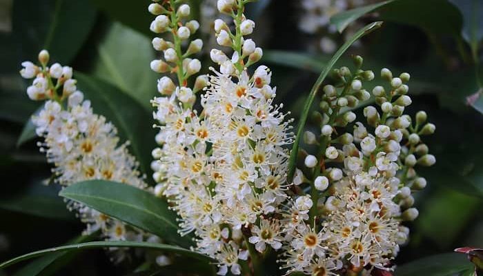 Eine weiße Blüte einer Kirschlorbeer Hecke