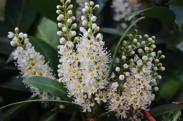 Eine weiße Blüte einer Kirschlorbeer Hecke