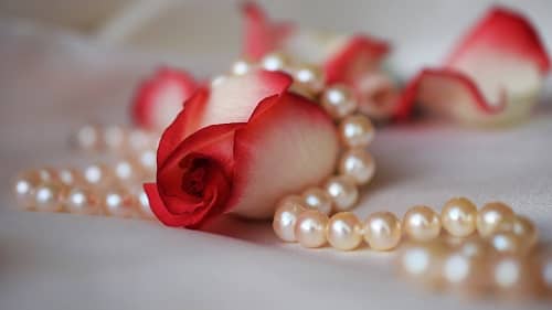 Eine weißrote Rose, über die sich eine Perlenkette schmiegt
