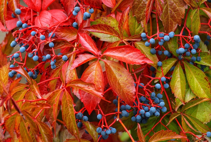 Ein herbstlich rot gefärbter wilder Wein.