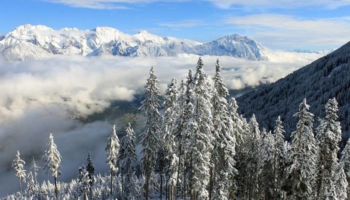 Ein Blick auf schneebedeckte Bäume und im Hintergrund schneebedeckte Berge