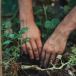 Leckeres Gemüse aus Ihrem eigenen Garten – so klappt es!