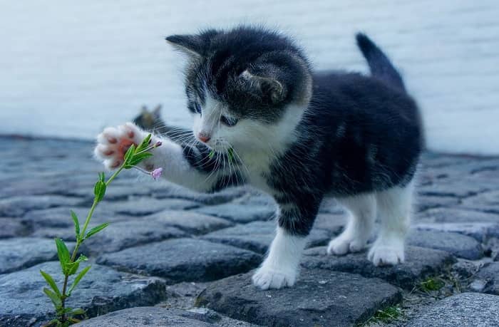 Eine kleine Babykatze steht auf einem Weg und spielt mit einer Blume