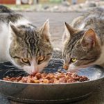 Gutes Katzenfutter – darauf kommt es an