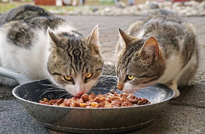 Zwei Katzen essen gemeinsam aus einer Schale