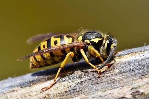 Wespe in groß, die gerade auf einem Ast sitzt