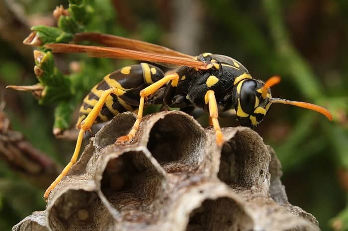 Eine Wespe die gerade auf einem Wespennest sitzt