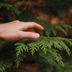 Thuja im Garten düngen: Worauf sollte man achten?