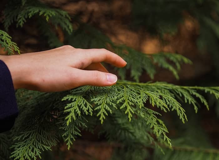 Eine Hand streicht über einen Zweig einer Thuja